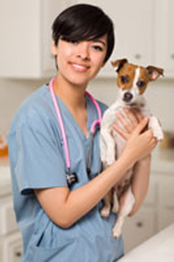 Online Veterinary Assistant School