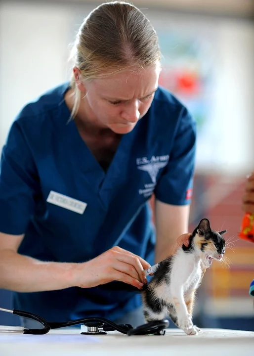 Veterinary Assistant Career Guide | Online Certificate Programs