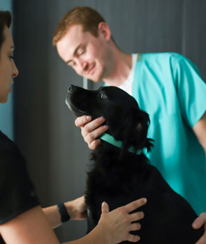 Online Veterinary Assistant school training that fits your life 
