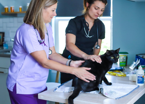 Online Vet Assistant school training outcomes