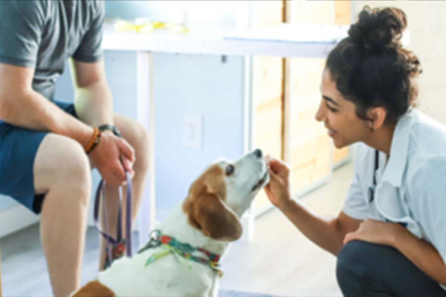 Veterinary Assistant Program
